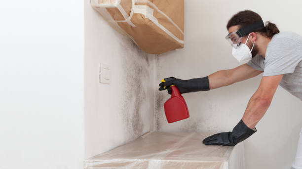 Professional Basement Mold Remediation technician working in North Port, FL