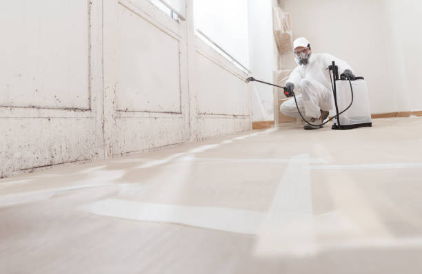 24/7 Emergency Basement Mold Remediation experts in North Port, FL